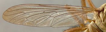 Media type: image;   Entomology 12820 Aspect: wing